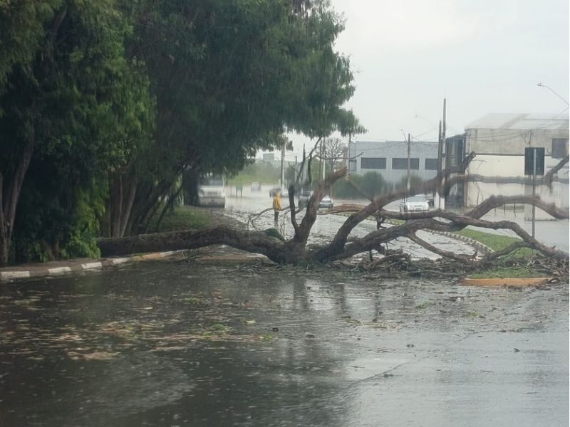 Chuva forte causa transtornos e queda de árvore na região de Sorocaba neste sábado