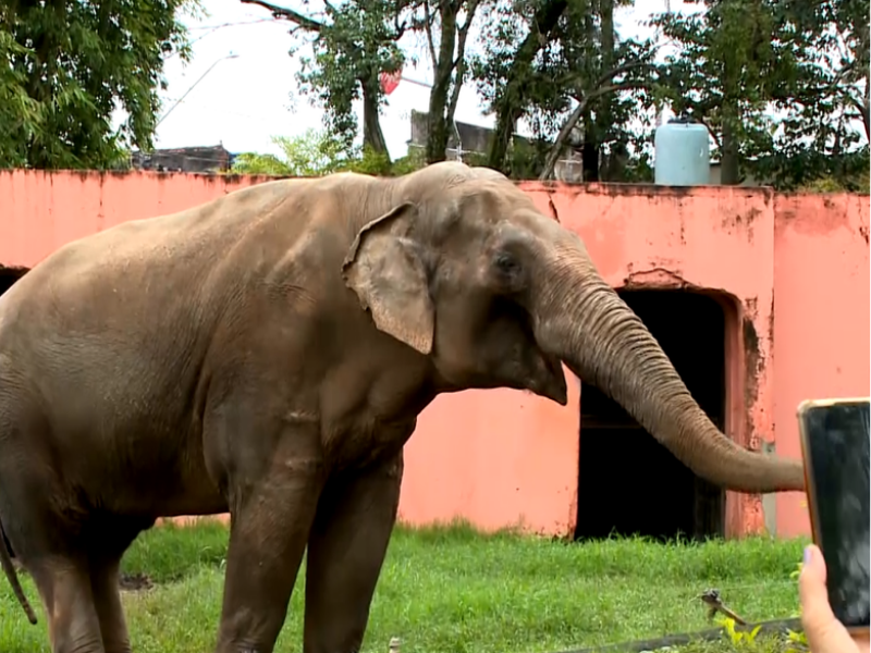 Imagem do elefante Sandro no Zool&oacute;gico de Sorocaba.