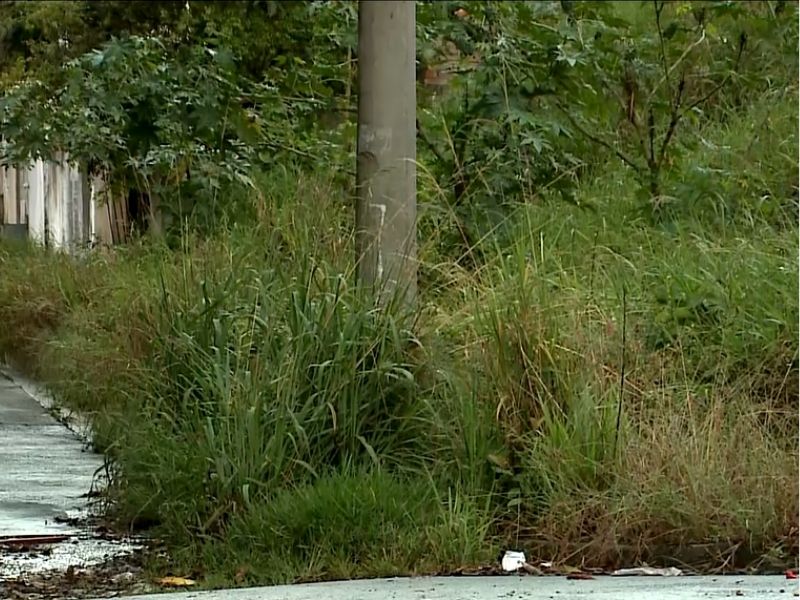 Terreno com mato alto causa transtornos no Jardim América, em Sorocaba