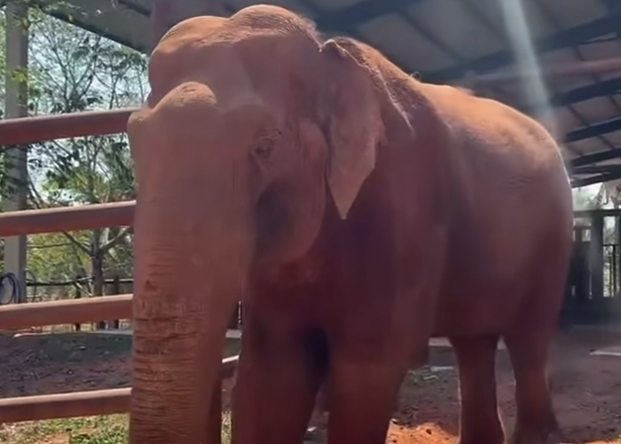 Elefante Sandro deixa galpão veterinário depois de viagem de 1,6 mil km até o Mato Grosso