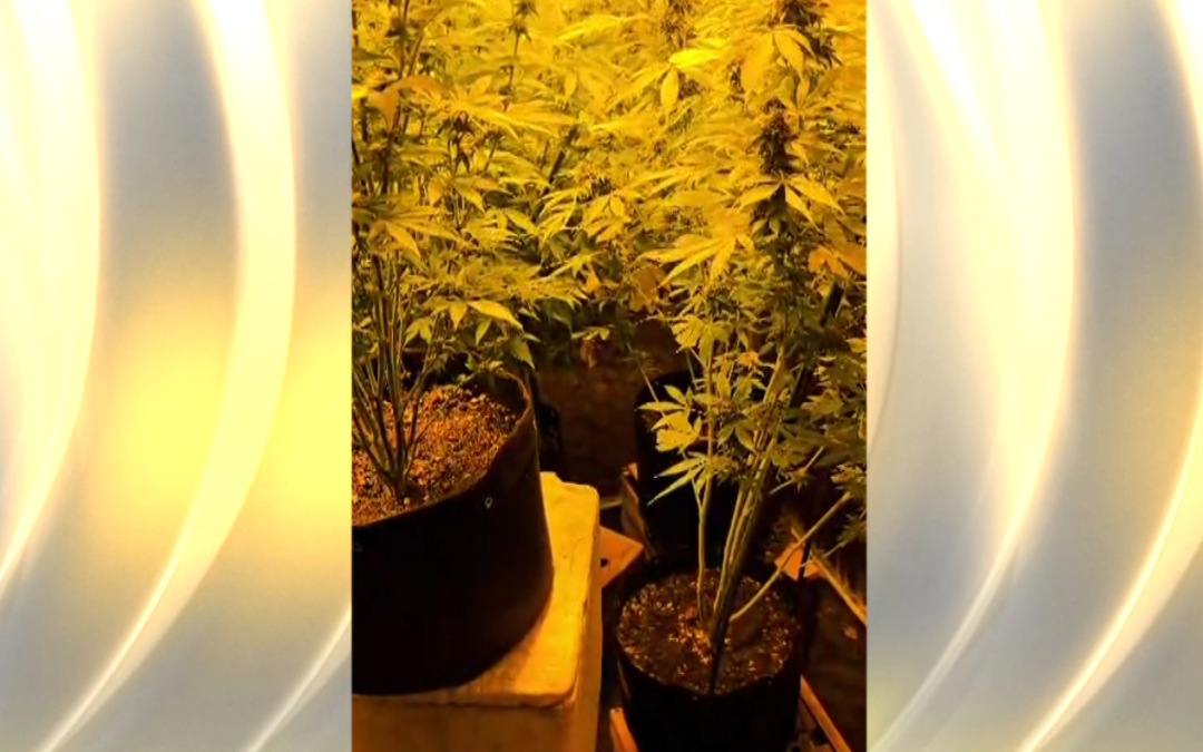 Americano é preso suspeito de tráfico de drogas em Cerquilho