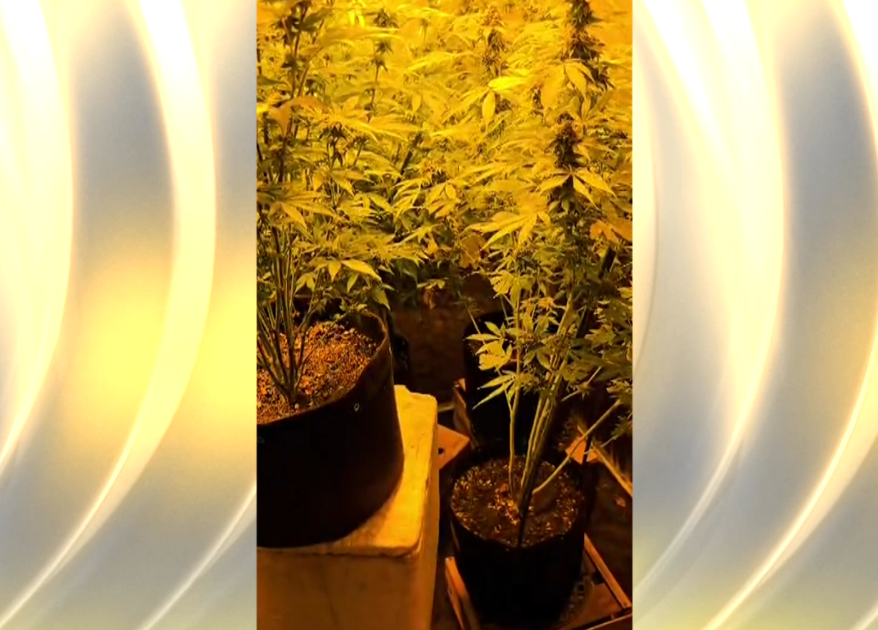 Imagem de planta de maconha.