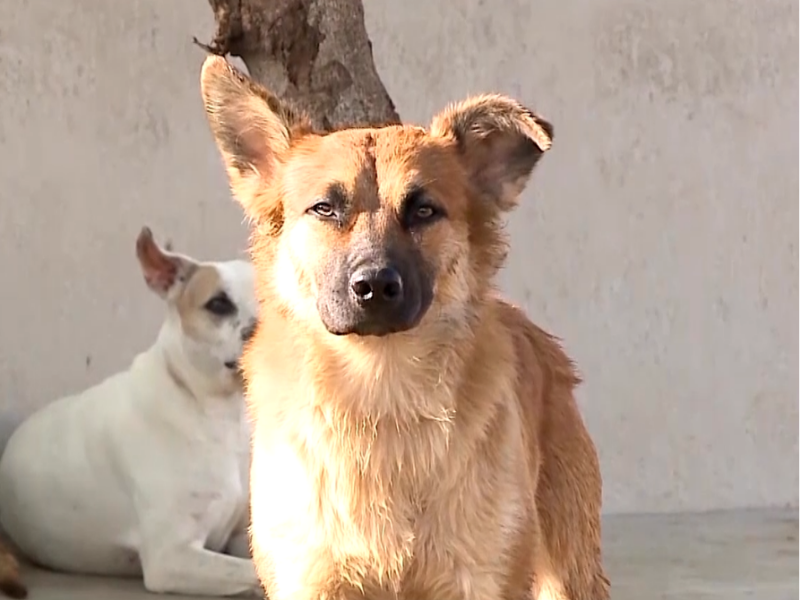 Imagem de cachorro.