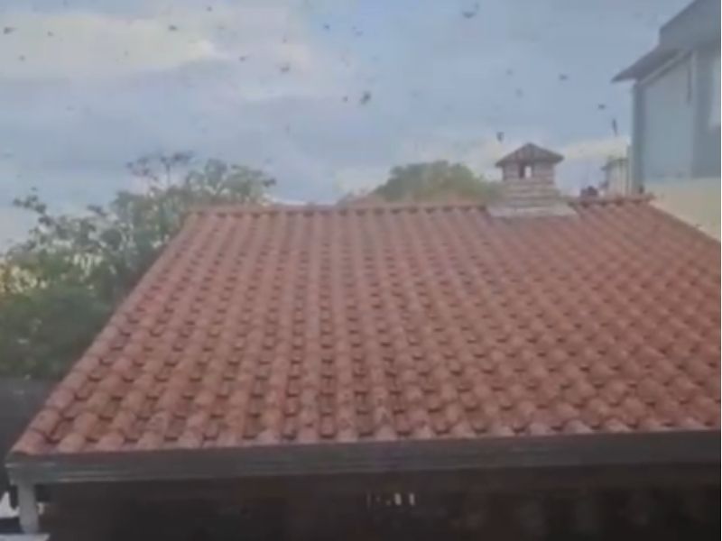 Enxame de abelhas invade área gourmet de casa e deixa moradora desesperada em Sorocaba