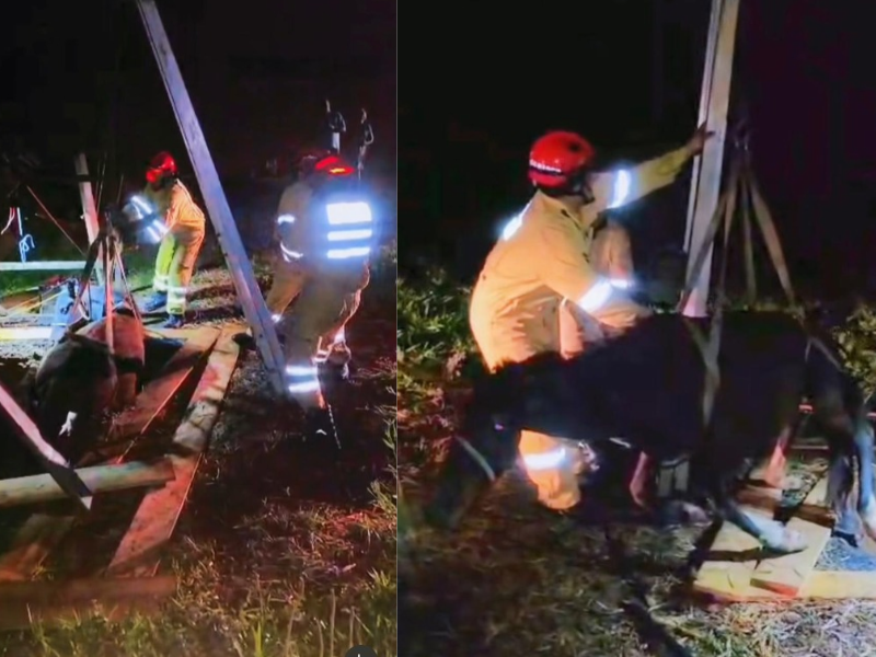Bombeiros resgatam cavalo que caiu em poço de 6 metros em Sorocaba