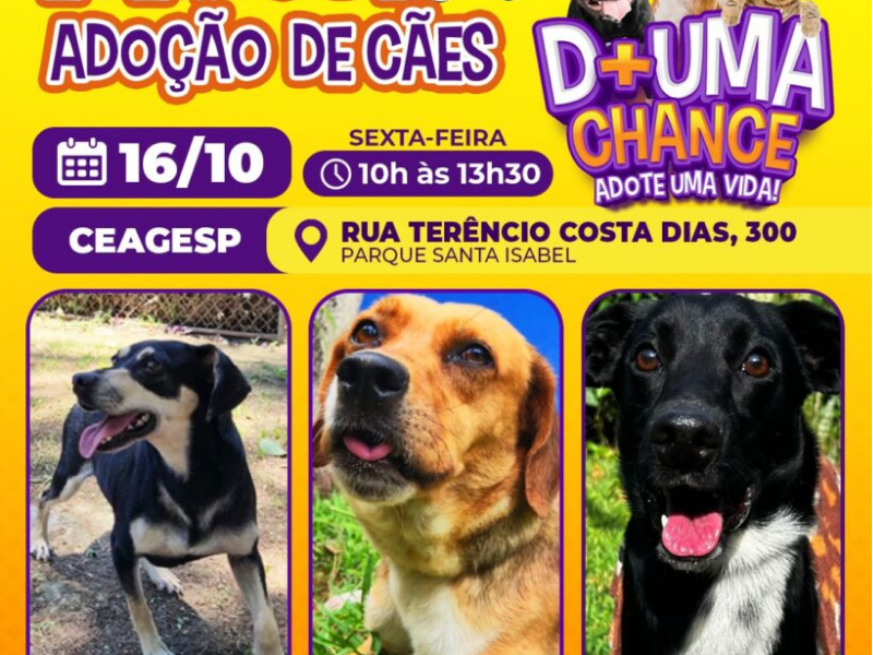 Sorocaba promove feira de adoção de cães nesta sexta-feira (16)