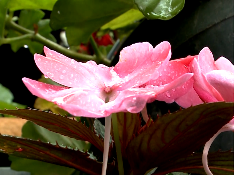 Venda de flores aumenta em Sorocaba com a chegada do Dia de Finados